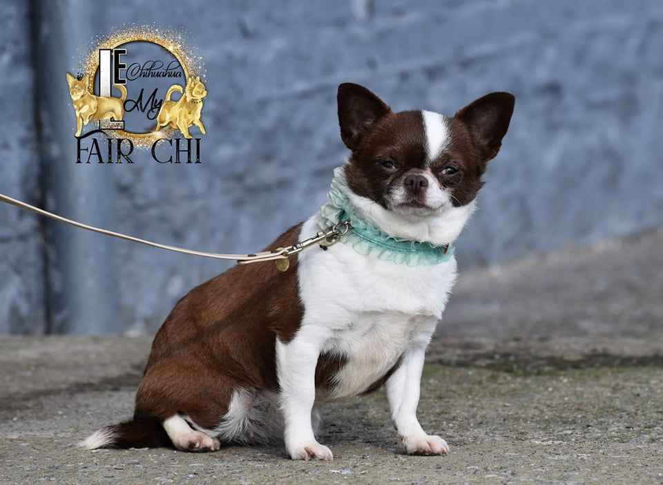 Les Chihuahua de l'affixe My Fair Chi