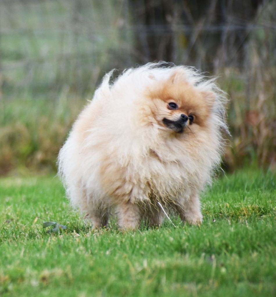 dolyazhu Pedgi aka tina turner