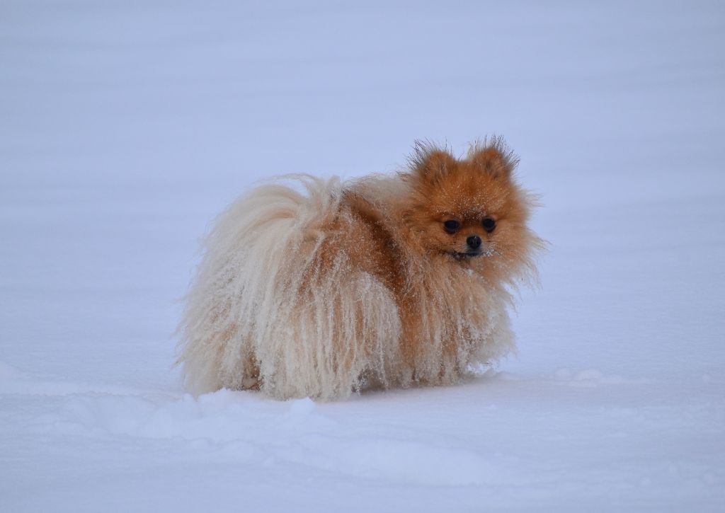 dolyazhu Pedgi aka tina turner