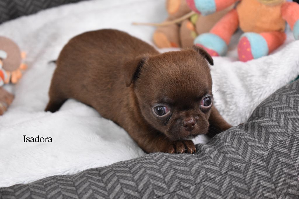 My Fair Chi - Chiot disponible  - Chihuahua