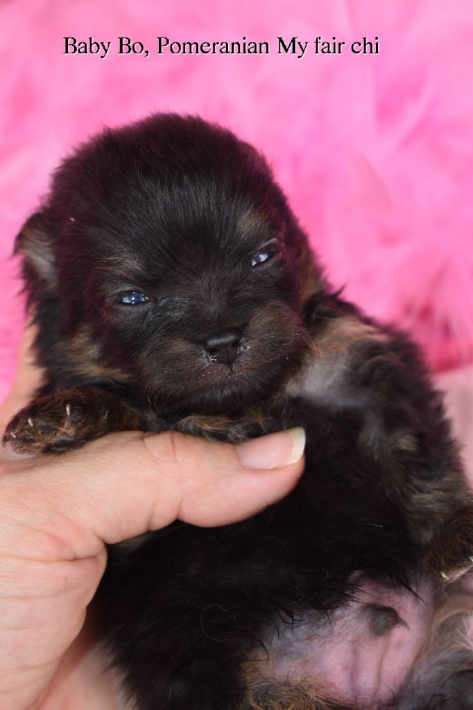 My Fair Chi - Chiot disponible  - Spitz allemand