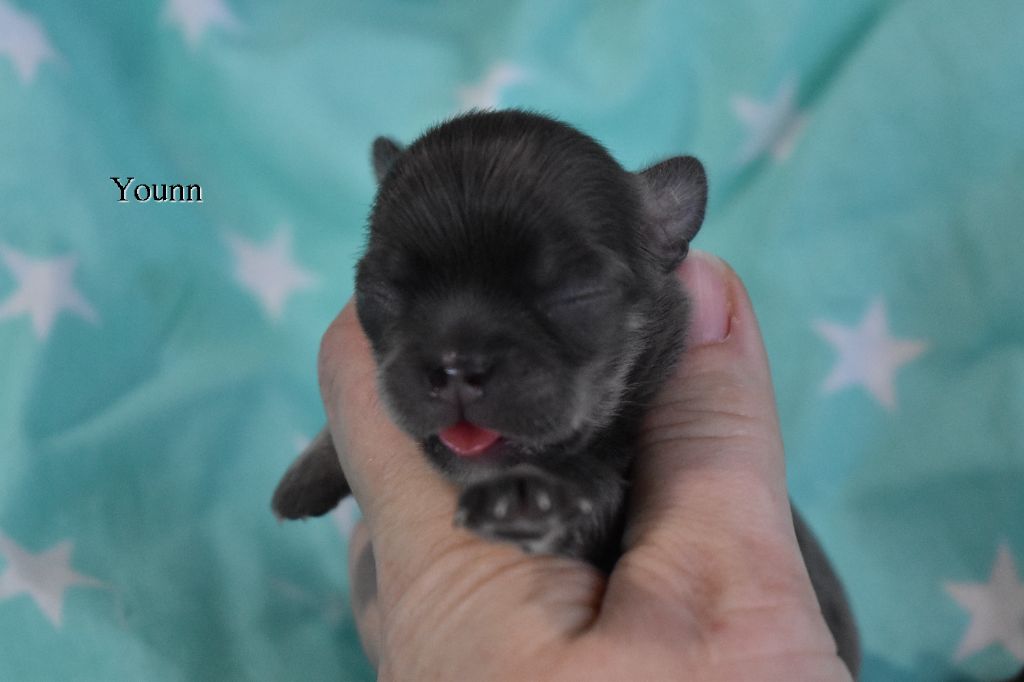 My Fair Chi - Chiot disponible  - Chihuahua