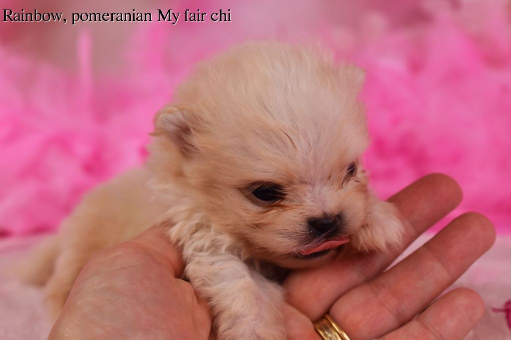 My Fair Chi - Chiot disponible  - Spitz allemand