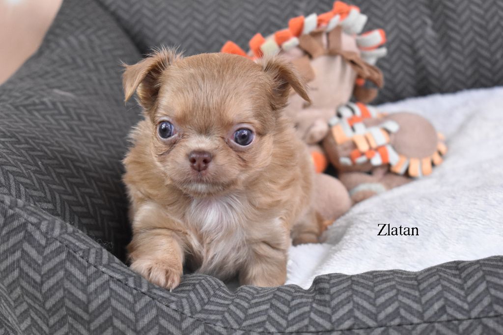 My Fair Chi - Chiot disponible  - Chihuahua