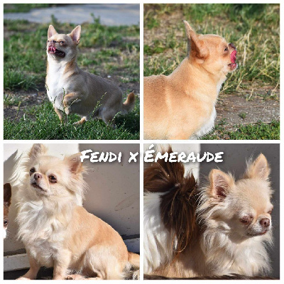 My Fair Chi - Chihuahua - Portée née le 26/09/2023