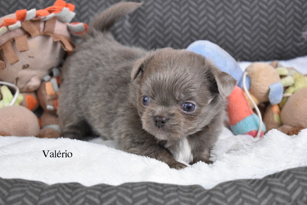 My Fair Chi - Chiot disponible  - Chihuahua