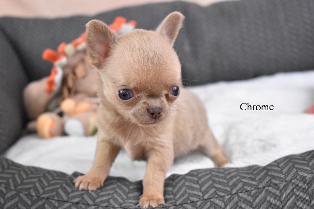 My Fair Chi - Chiot disponible  - Chihuahua