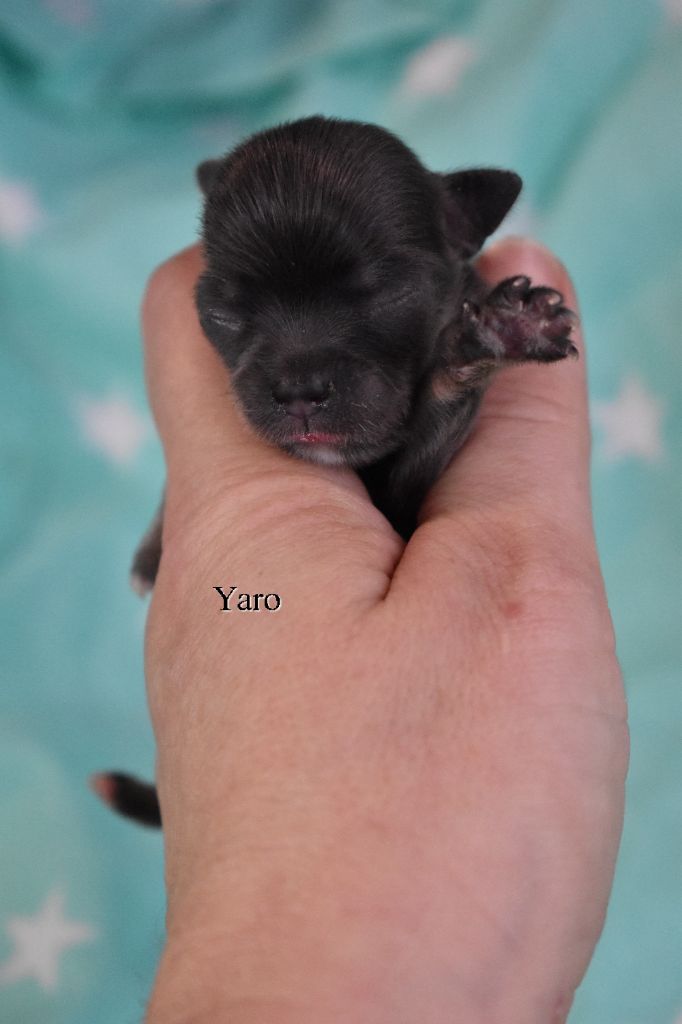 My Fair Chi - Chiot disponible  - Chihuahua