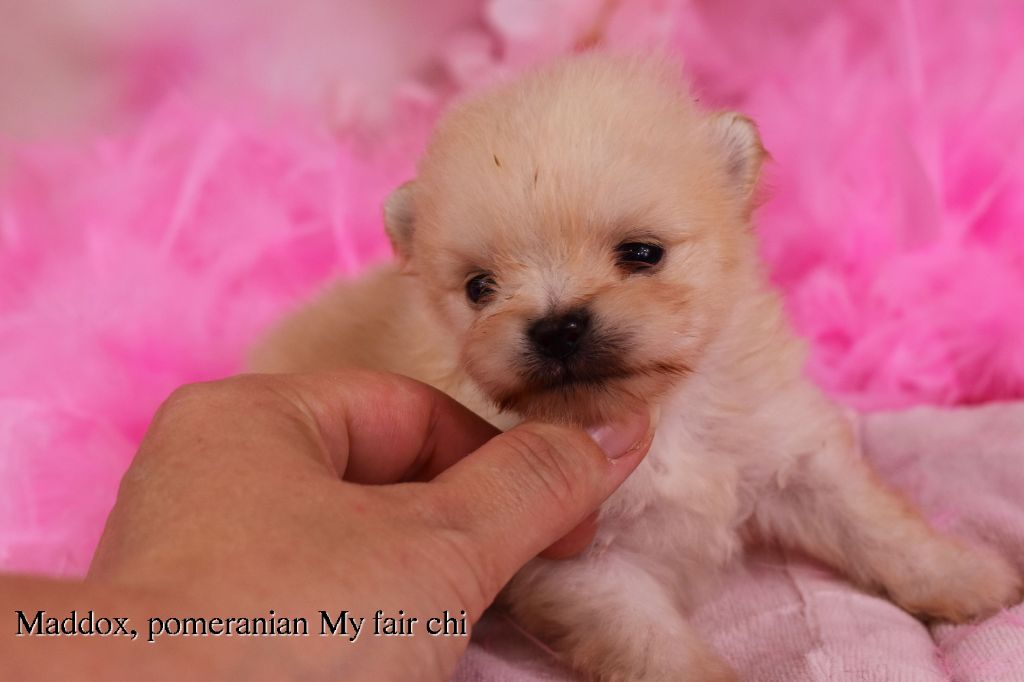 My Fair Chi - Chiot disponible  - Spitz allemand