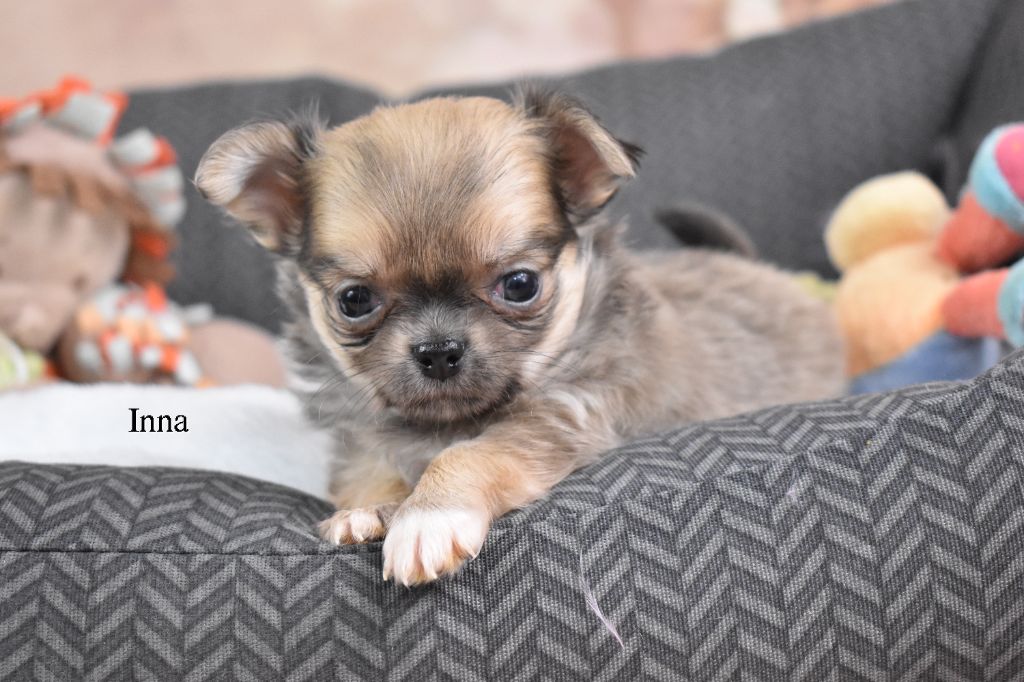 My Fair Chi - Chiot disponible  - Chihuahua