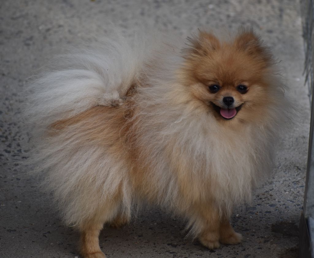 dolyazhu Pedgi aka tina turner