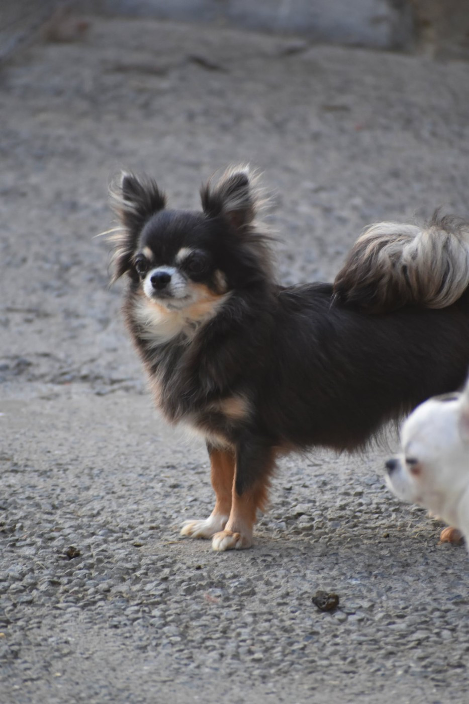 Waka love My Fair Chi