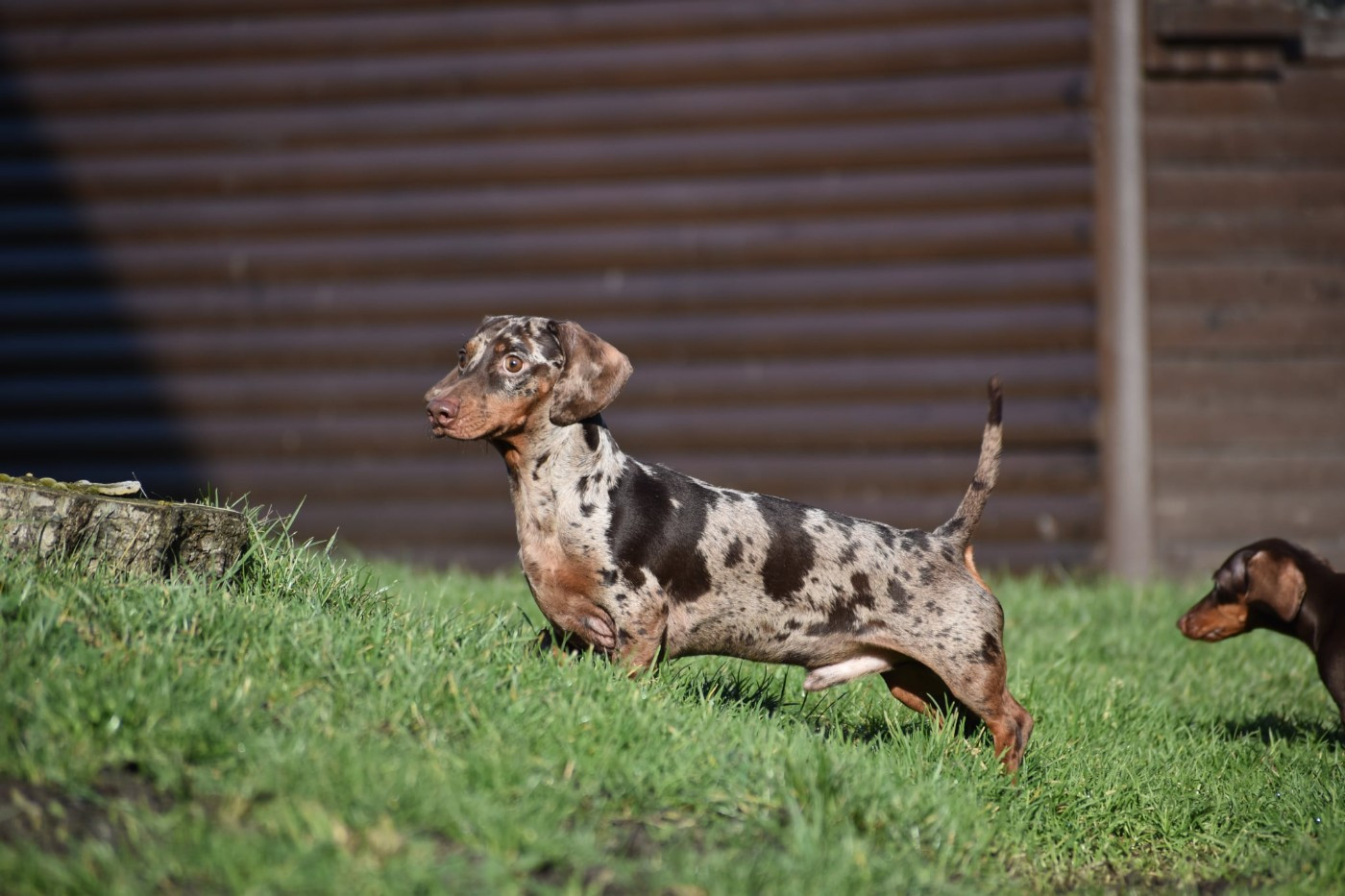 Vodka Le Royaume Des Minus Enchante