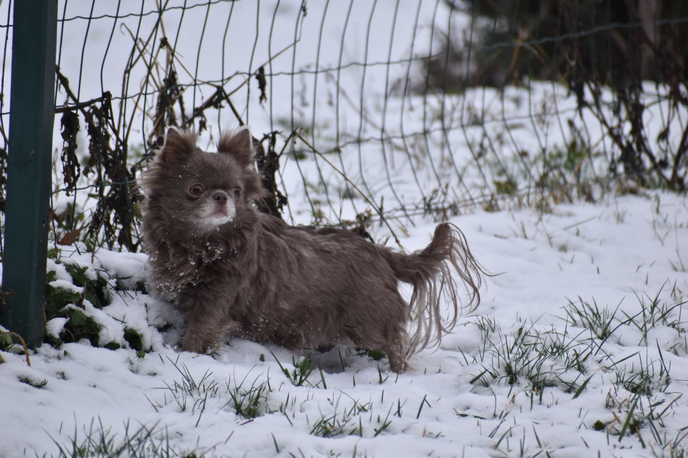 regalos maya Perseya