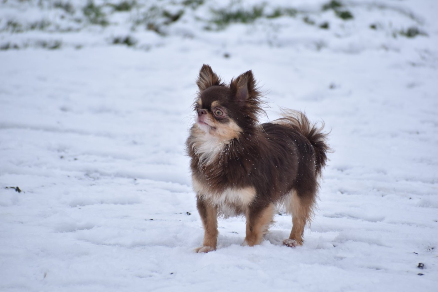 Venise des ptits dragons de cupidon