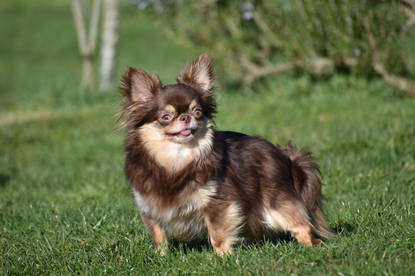Venise des ptits dragons de cupidon