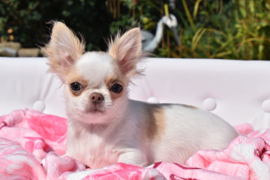 Yndra nolween My Fair Chi