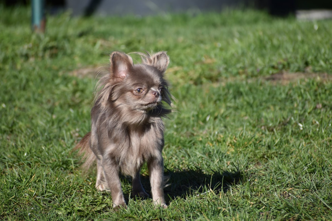 Rebecca (Sans Affixe)