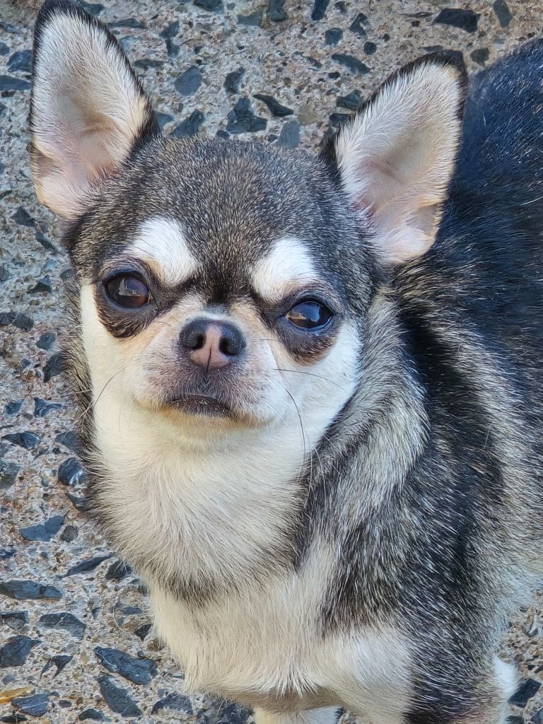 takara-tamaris Tinker belle aka akela