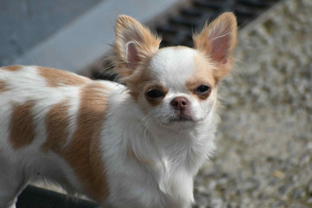 Yndra nolween My Fair Chi