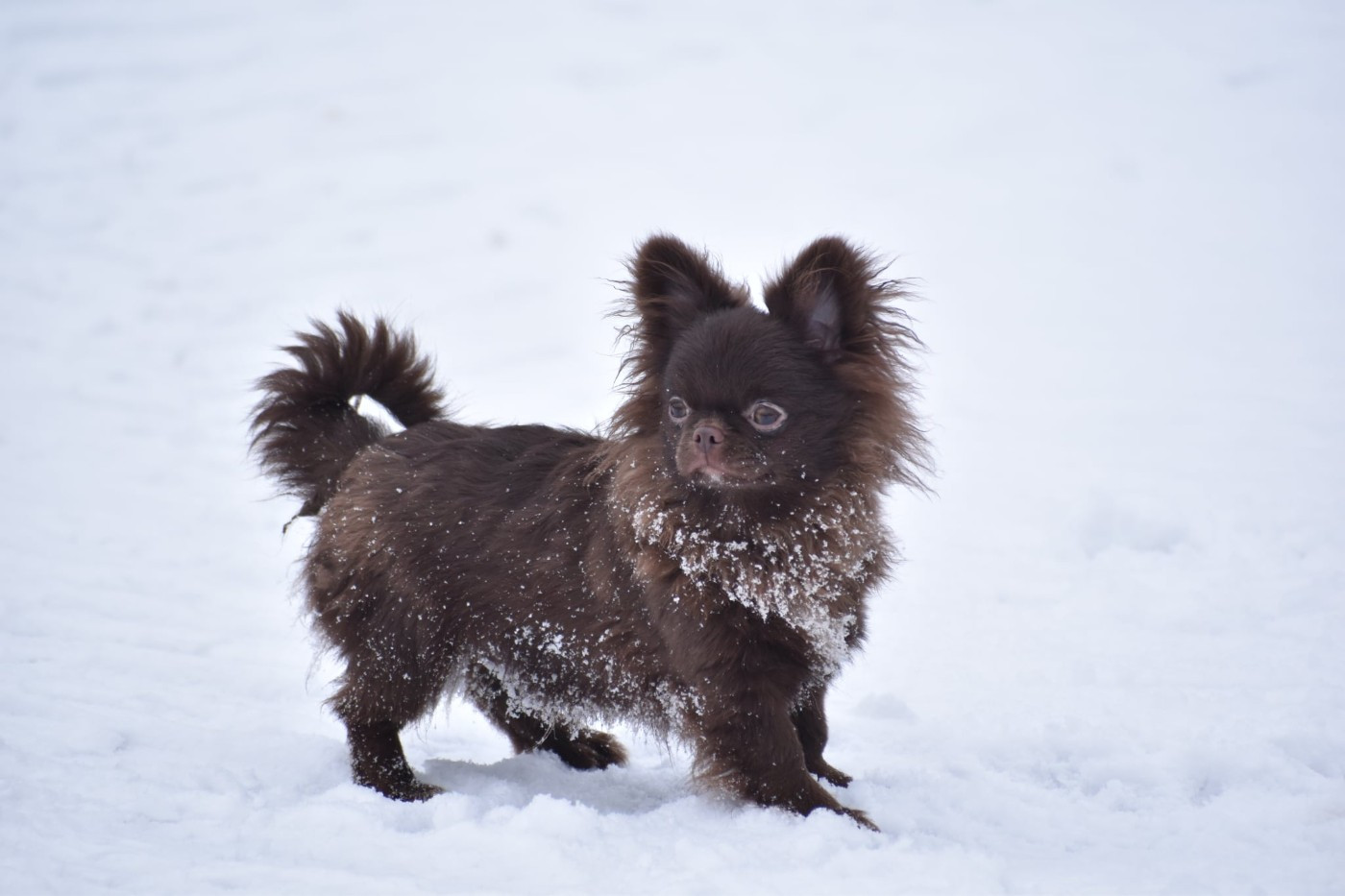 Y'zayone My Fair Chi