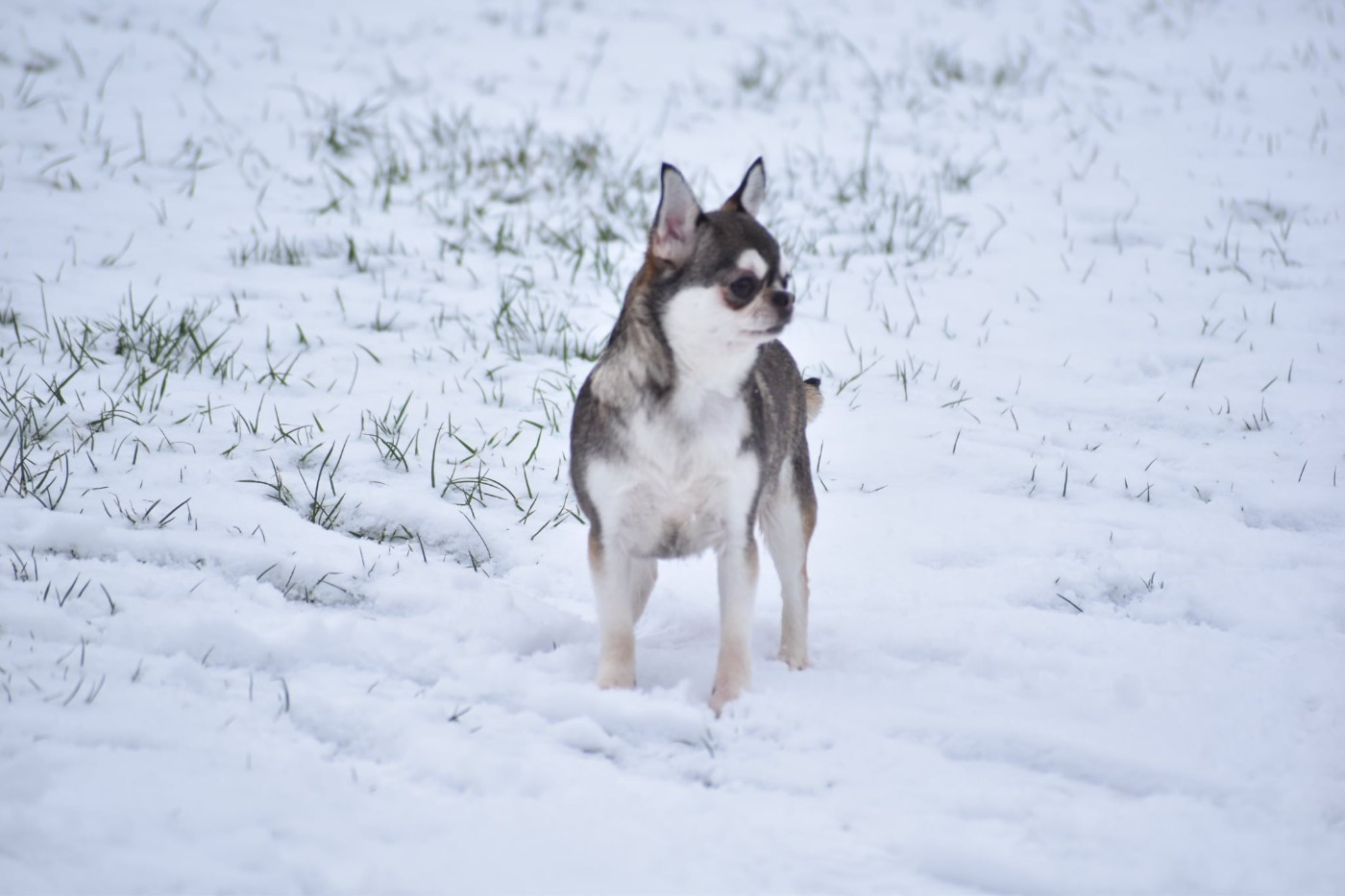 takara-tamaris Tinker belle aka akela