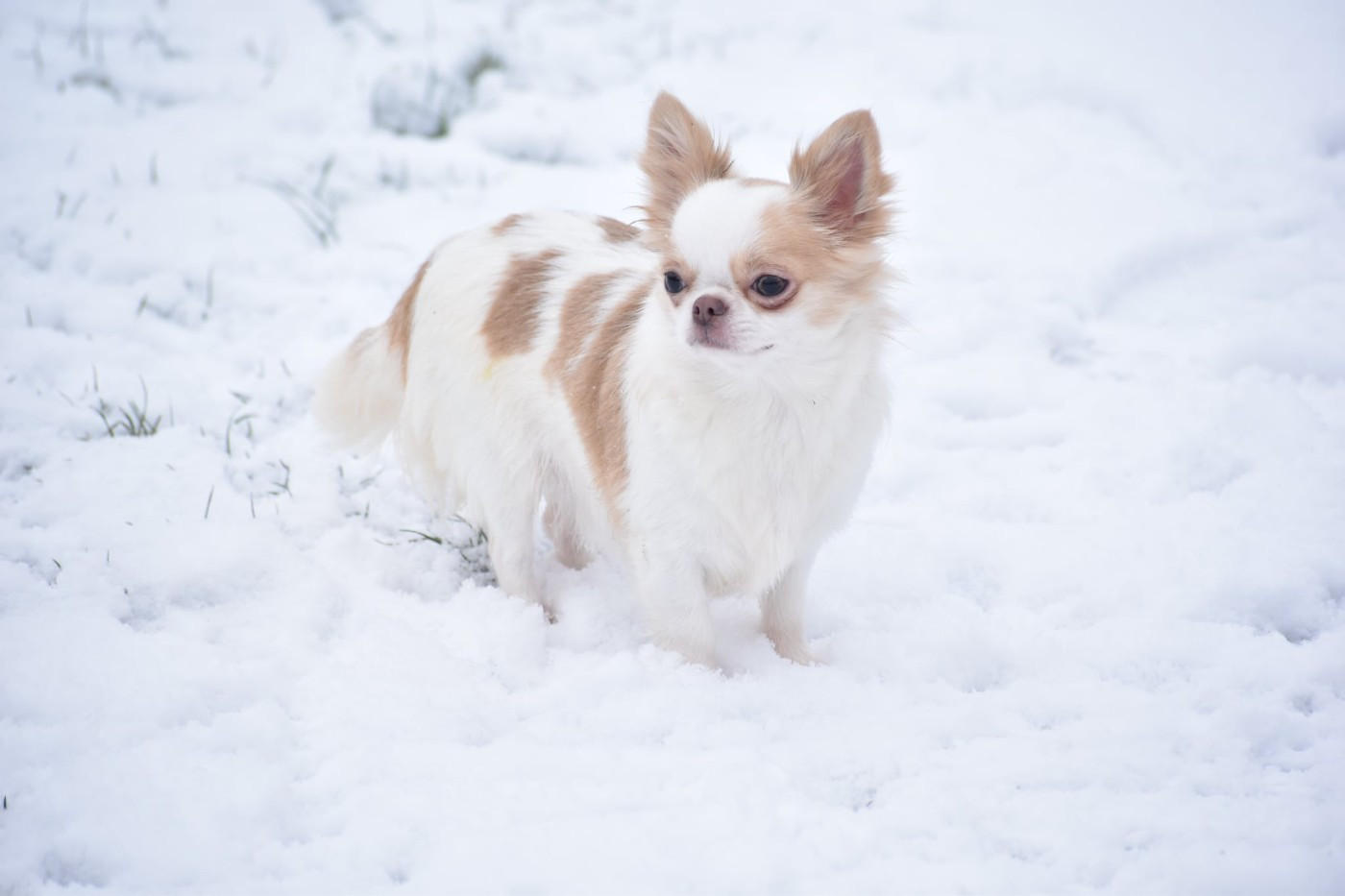 Yndra nolween My Fair Chi