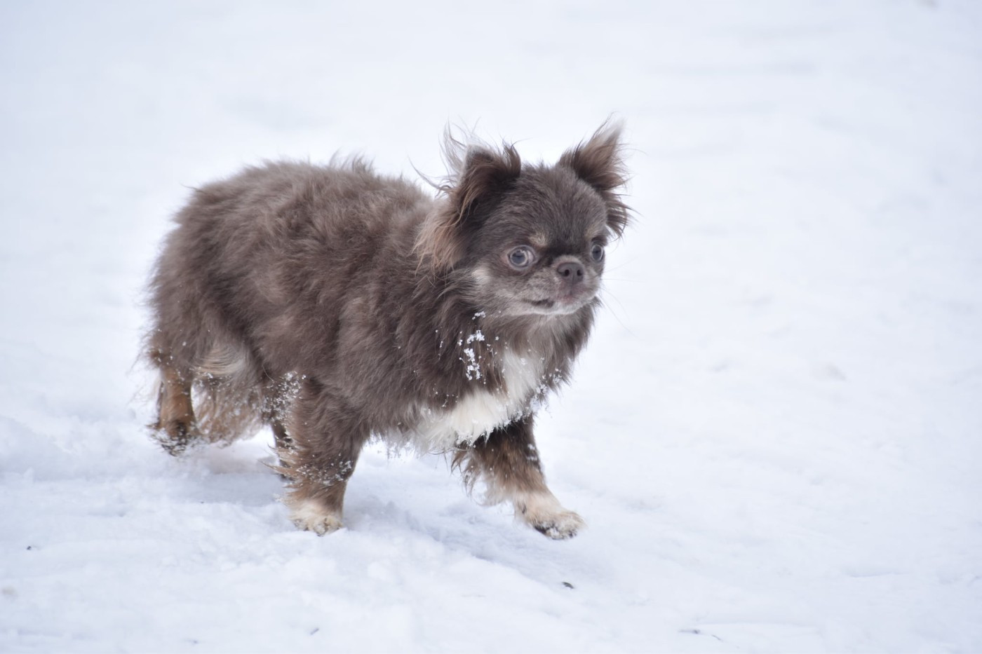 Yunona best alias ebony (Sans Affixe)