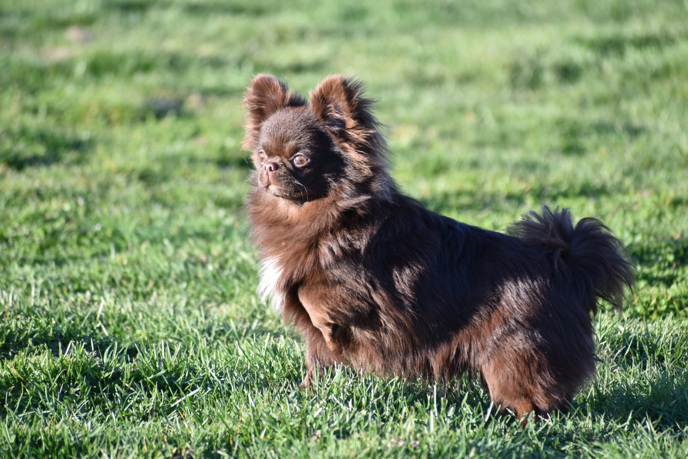 Y'zayone My Fair Chi