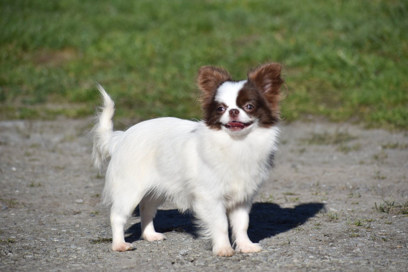 Alizee des ptits dragons de cupidon