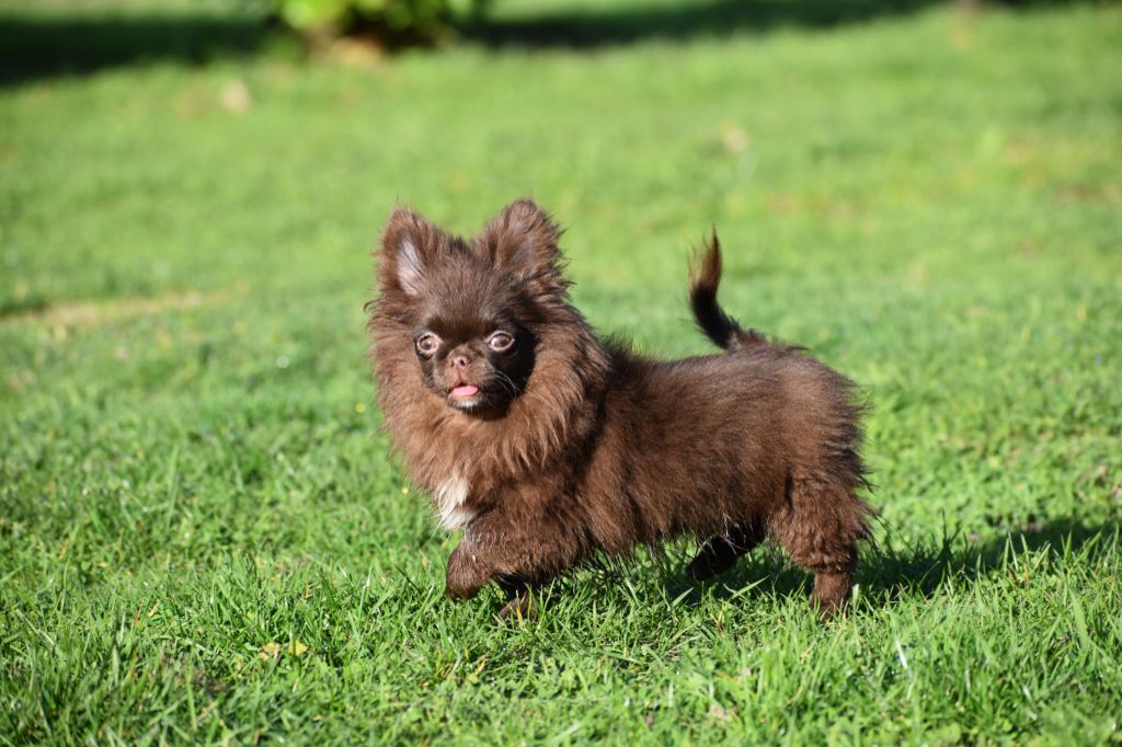 Y'zayone My Fair Chi