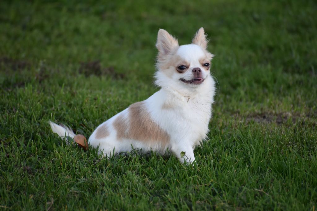 Yndra nolween My Fair Chi