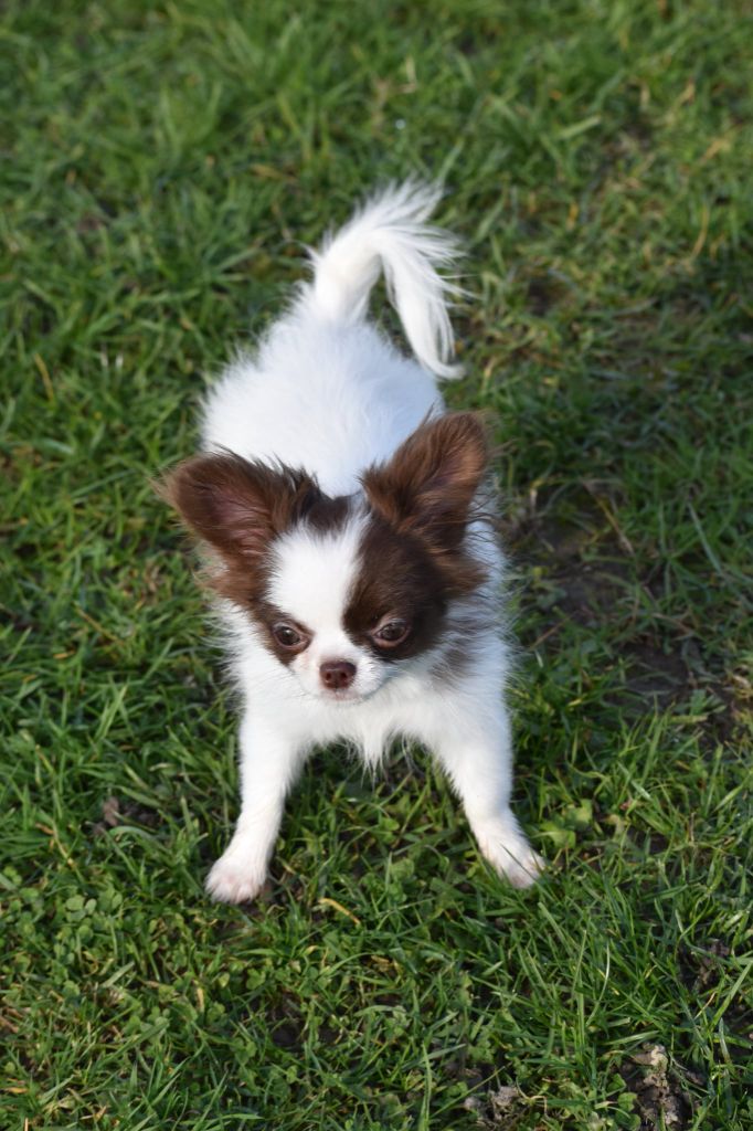 Alizee des ptits dragons de cupidon