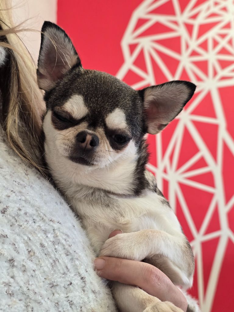 takara-tamaris Tinker belle aka akela