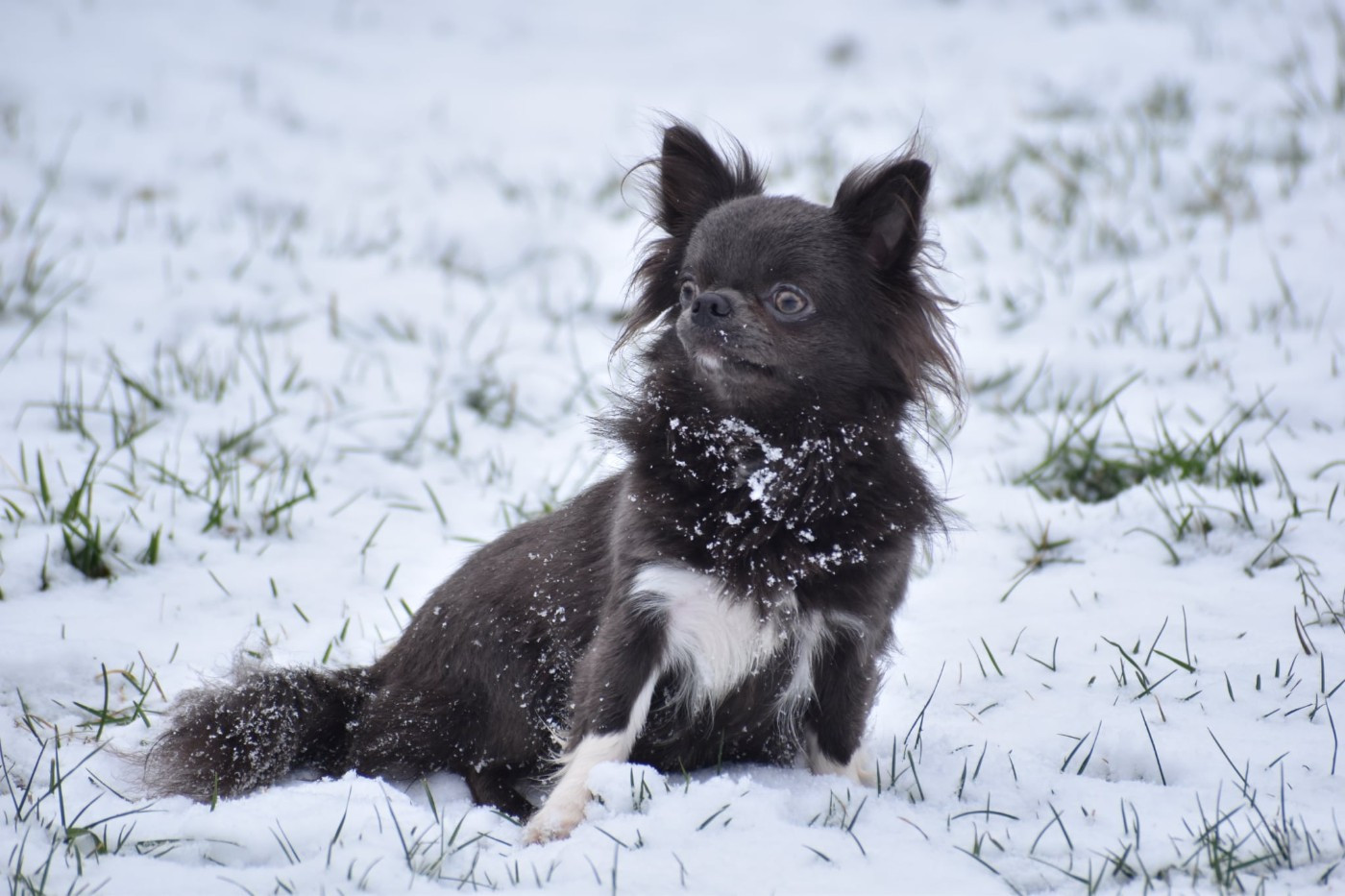 livia pache Yudzhina alias Jenny