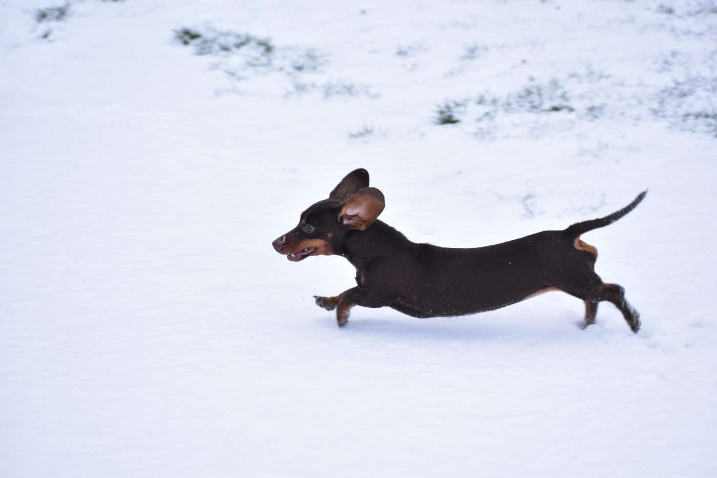 A'Penelope de l'enclos thierachien