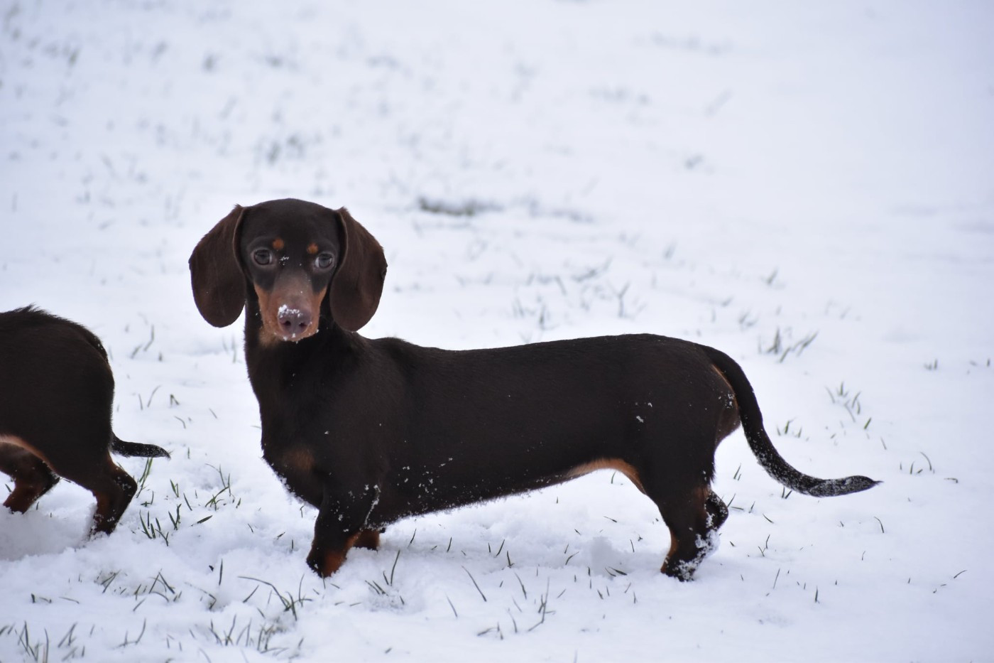 Aloha Charlotte de l'enclos thierachien
