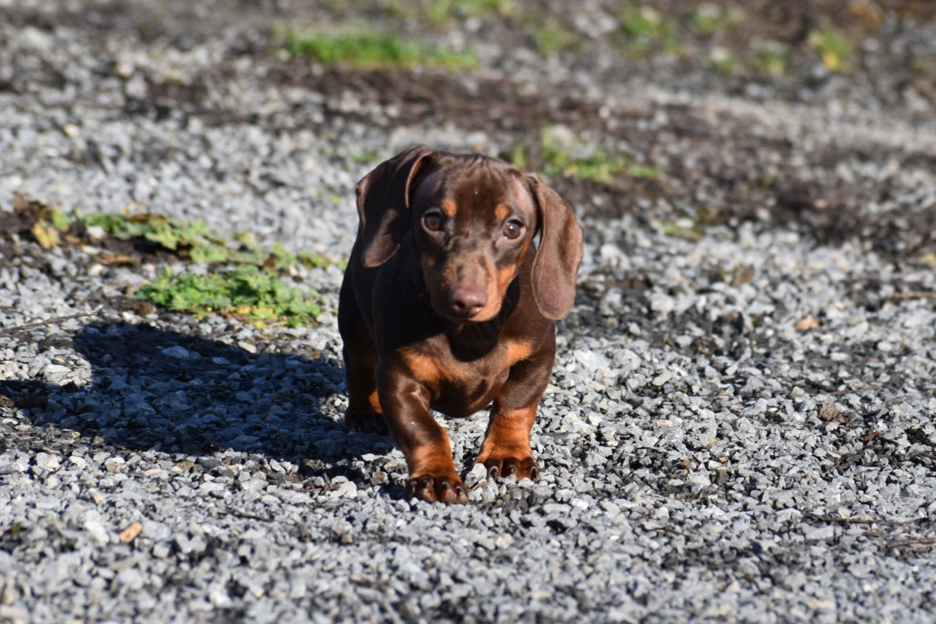 Lancia alias Fiona Kharkovskyi talisman