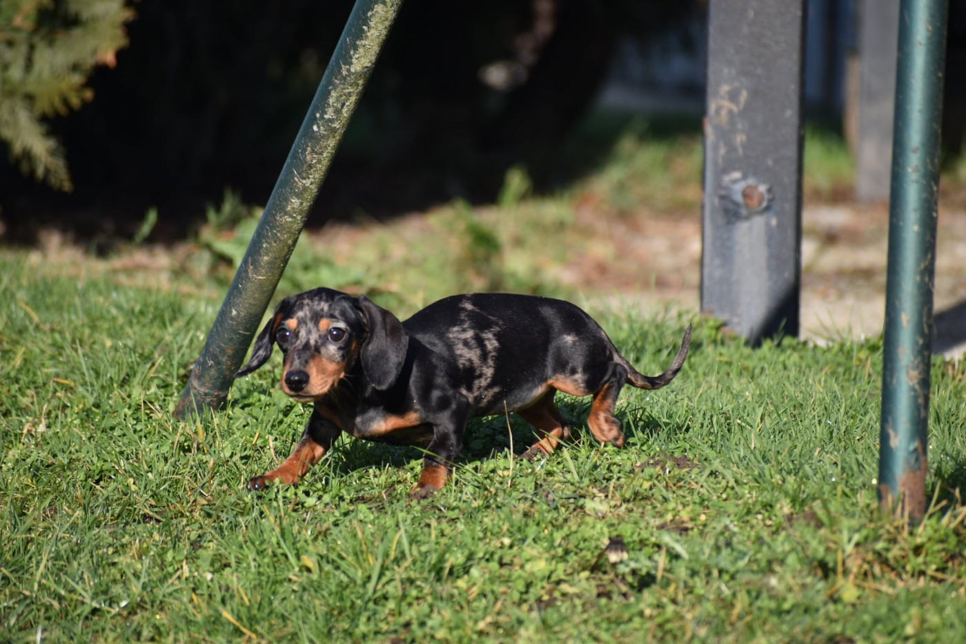 Neri alias Naomi Kharkovskyi talisman