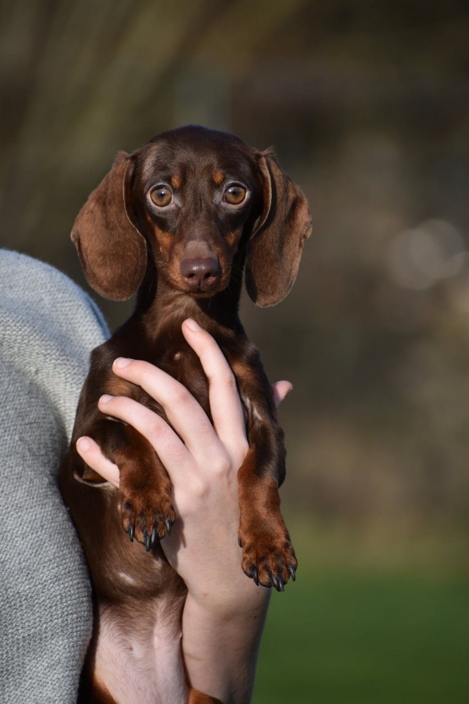 A'Penelope de l'enclos thierachien