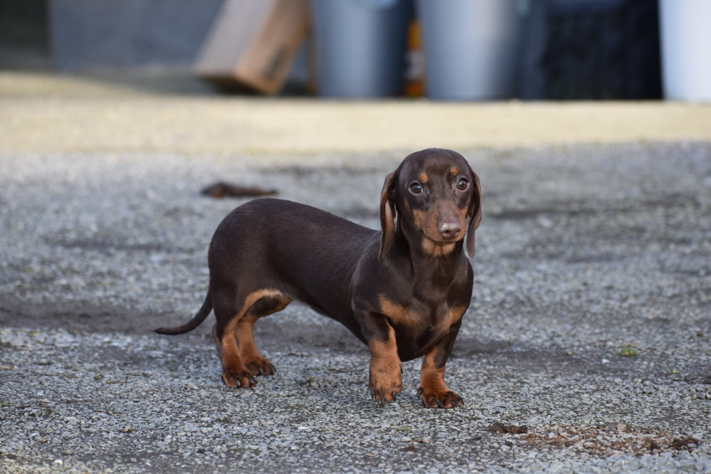 Lancia alias Fiona Kharkovskyi talisman